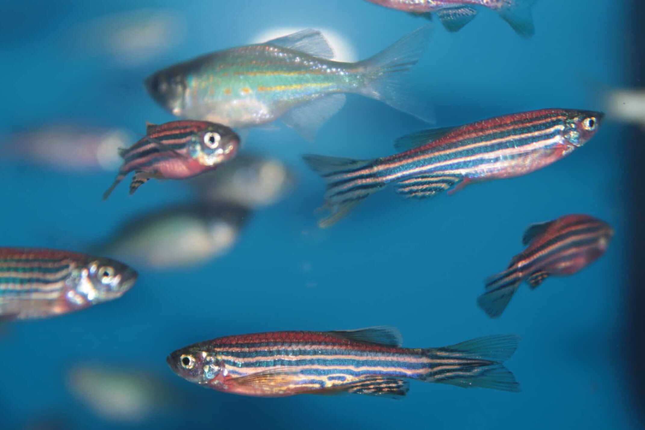 lo-zebrafish-(-pesce-zebra-)-e-la-nuova-frontiera-della-terapia-integrata-per-importanti-patologie