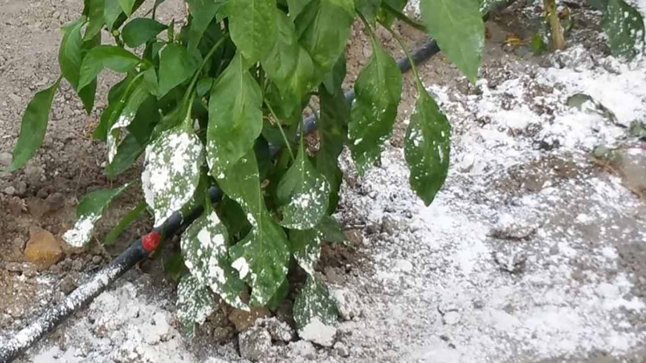 farina-fossile:-fertilizzante-ecologico-e-insetticida-naturale