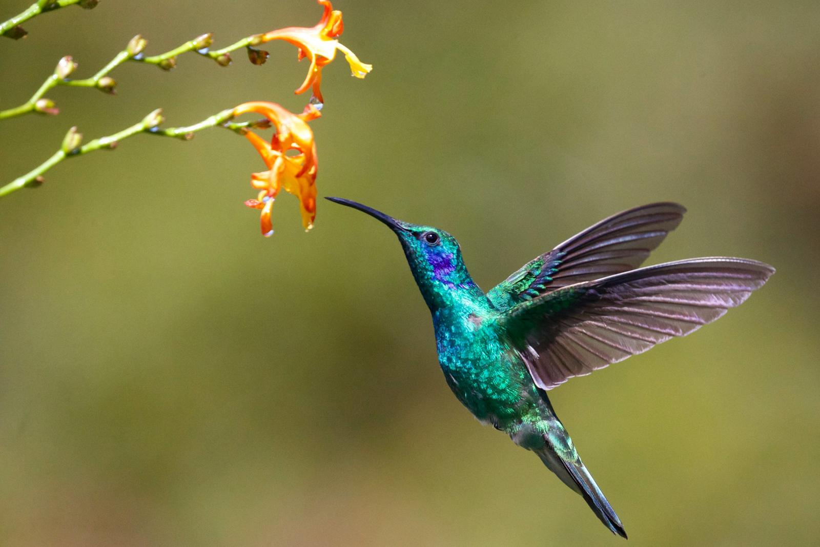 cop16-a-roma:-un-approccio-olistico-per-la-biodiversita