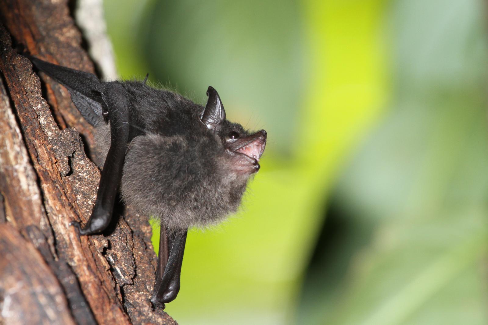 falso-allarme!-come-i-pipistrelli-si-riconoscono-e-smascherano-le-truffe