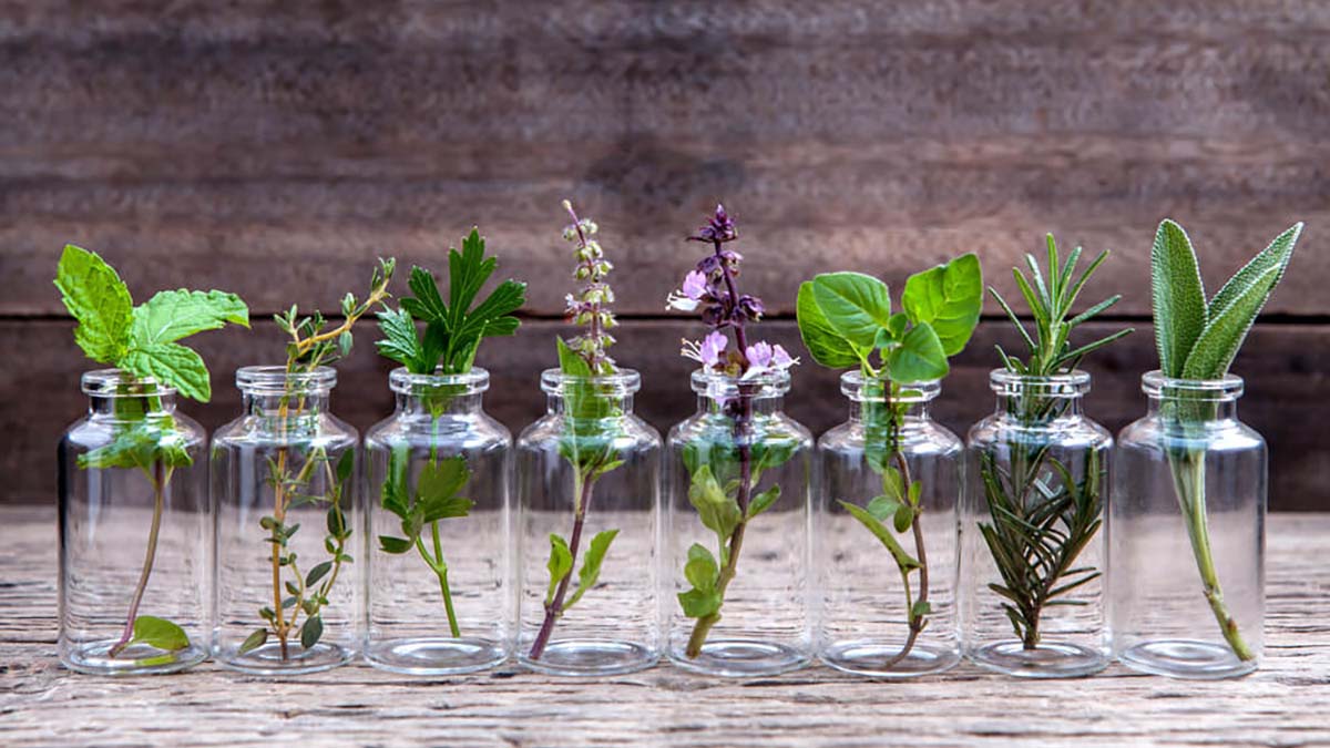 9-piante-aromatiche-che-crescono-anche-senza-la-terra