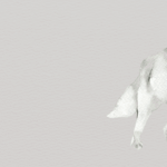 perche-la-de-estinzione-e-piu-una-trovata-di-marketing-che-scienza