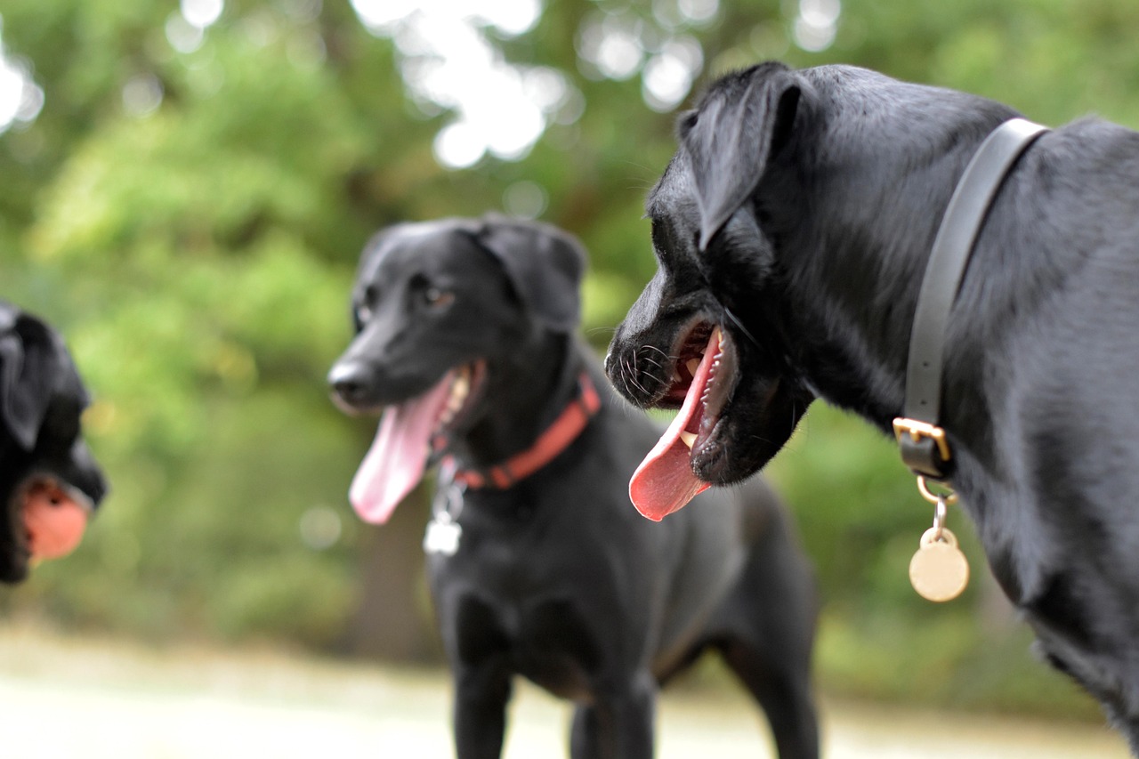 inizia-la-bella-stagione:-come-proteggere-i-cani-dai-parassiti-con-prodotti-naturali?