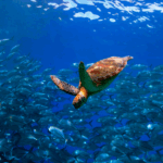 conferenza-onu-sull’oceano:-molte-promesse,-il-mare-vuole-i-fatti