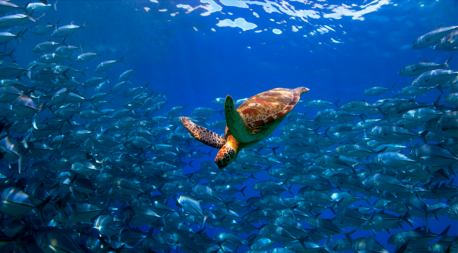conferenza-onu-sull’oceano:-molte-promesse,-il-mare-vuole-i-fatti