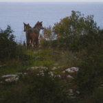 lupi-in-salento,-storia-di-un-ritorno
