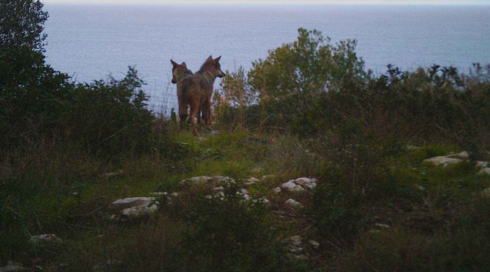 lupi-in-salento,-storia-di-un-ritorno