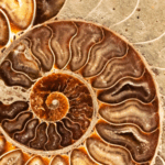 ossa-di-drago:-un-viaggio-tra-i-fossili-prima-della-paleontologia