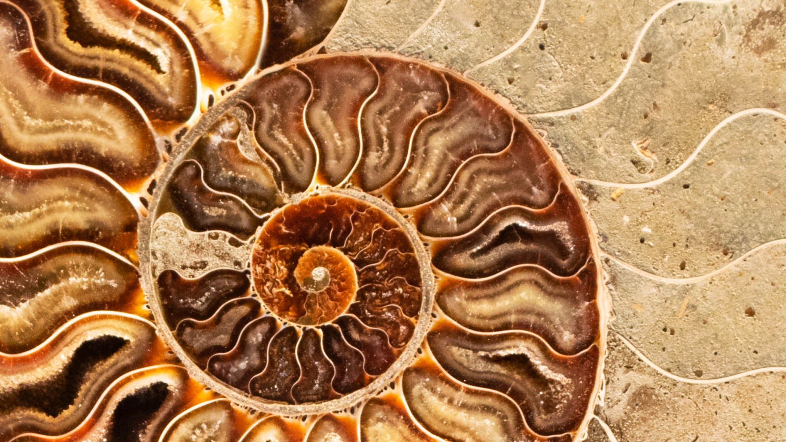 ossa-di-drago:-un-viaggio-tra-i-fossili-prima-della-paleontologia