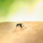 west-nile,-perche-non-e-un’emergenza-(anche-se-va-presa-sul-serio)