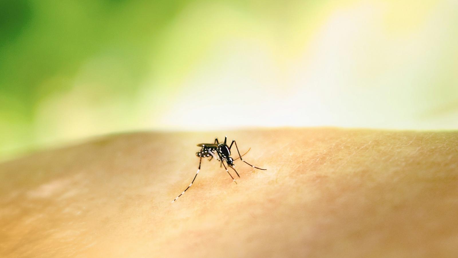 west-nile,-perche-non-e-un’emergenza-(anche-se-va-presa-sul-serio)