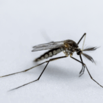 reazione-genetica-a-catena:-la-storia-del-gene-drive