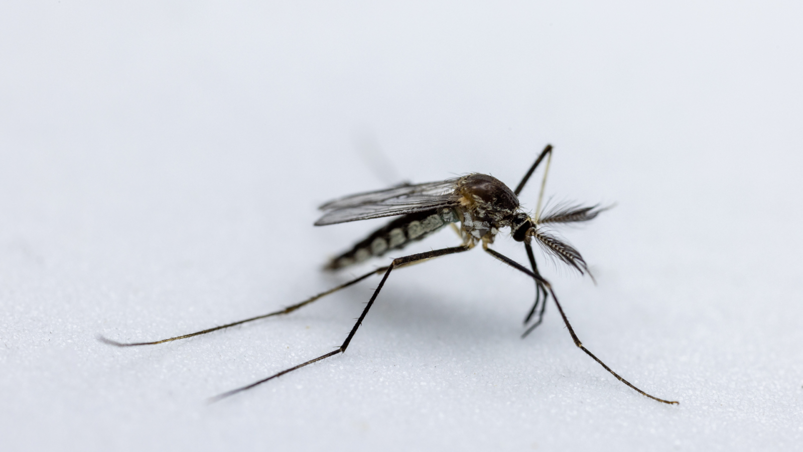 reazione-genetica-a-catena:-la-storia-del-gene-drive