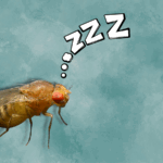 a-cosa-serve-il-sonno?-la-risposta-puo-essere-nel-metabolismo-neuronale