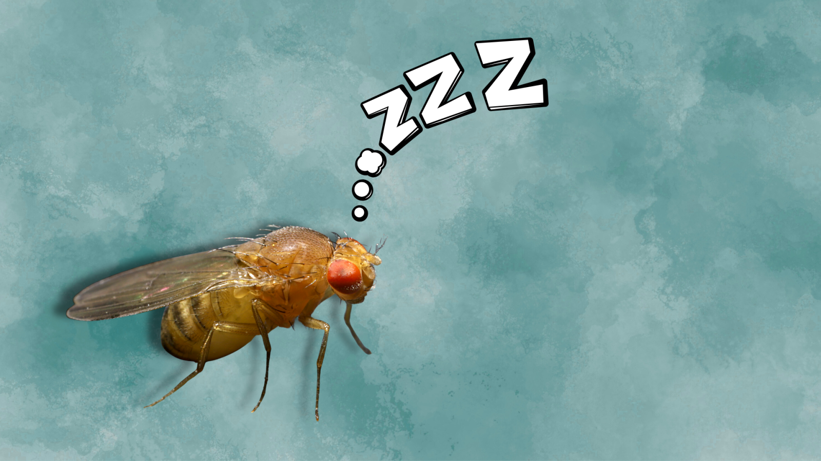 a-cosa-serve-il-sonno?-la-risposta-puo-essere-nel-metabolismo-neuronale