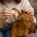 come-pulire-naturalmente-le-orecchie-del-cane