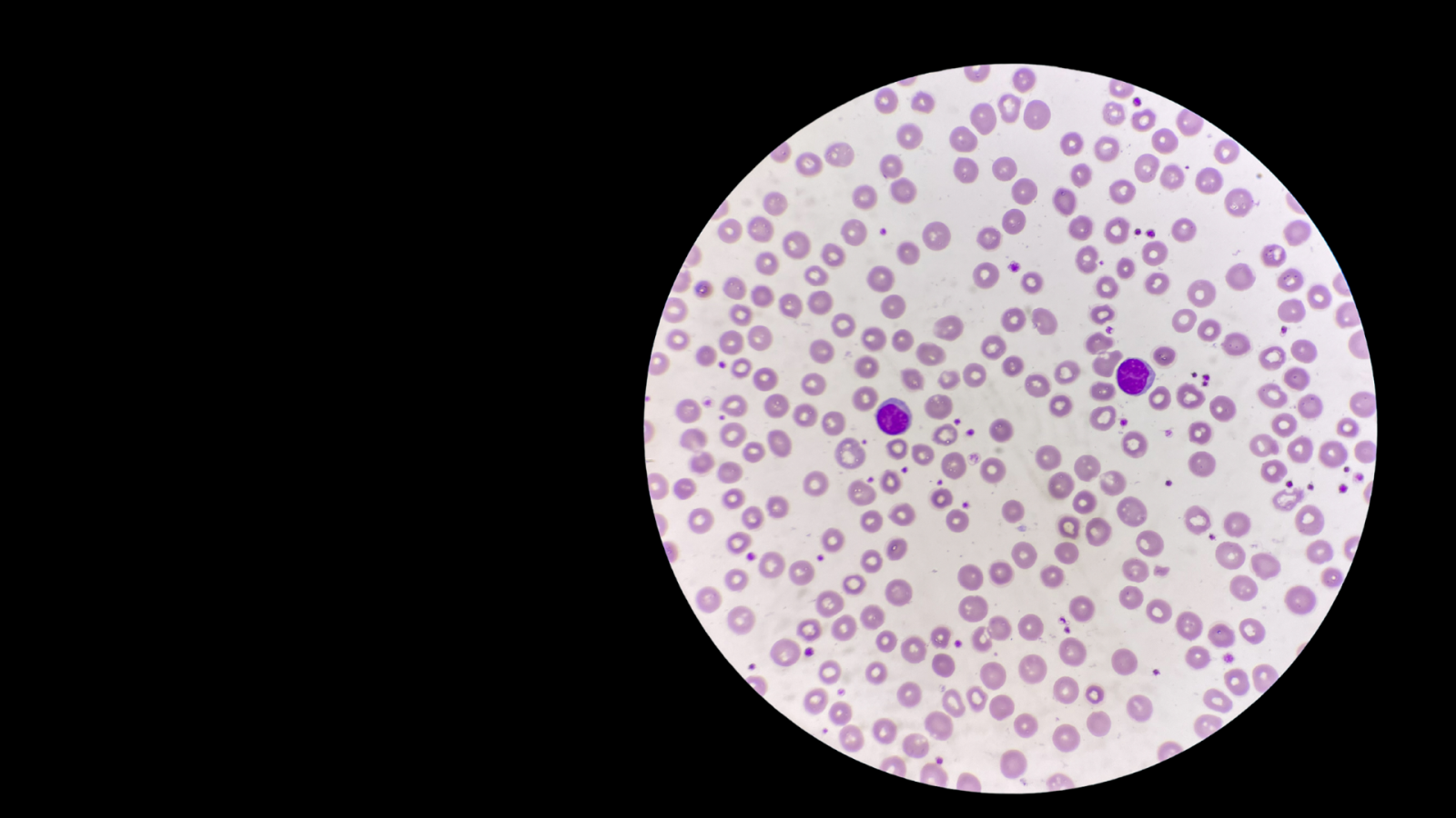 elogio-dell’immunologia