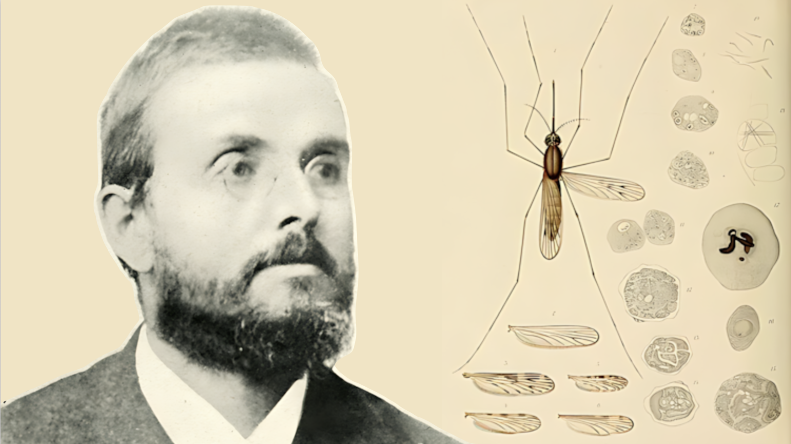 malaria.-il-nobel-negato:-storia-di-battista-grassi