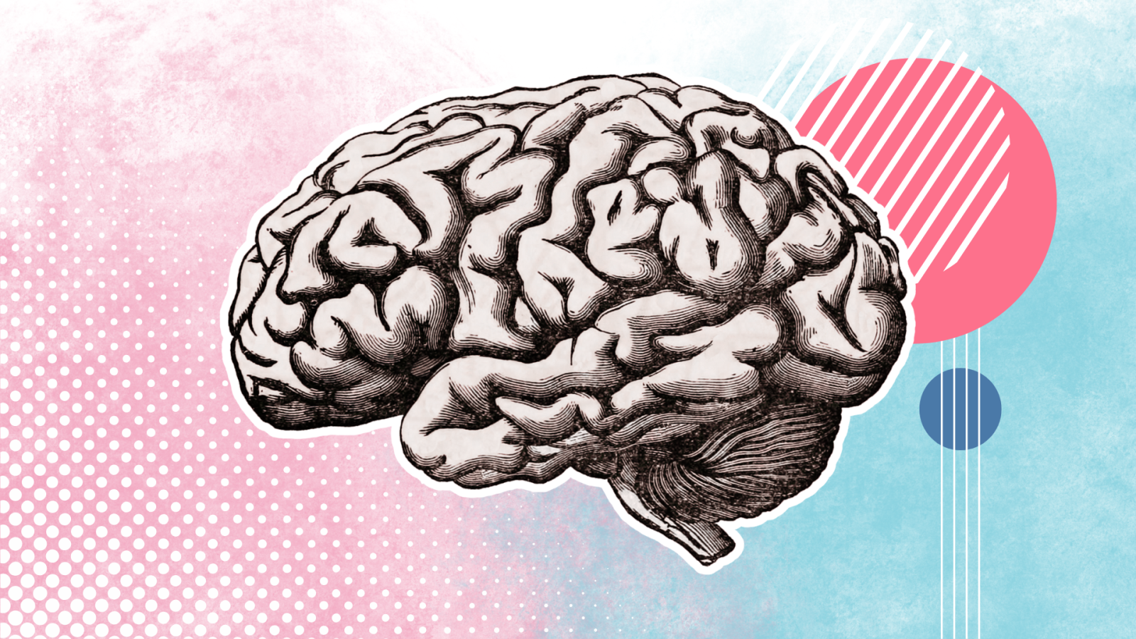 cosa-sanno-davvero-le-neuroscienze-su-sesso,-genere-e-identita?