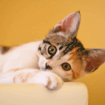 un-nuovo-studio-riscrive-la-storia-di-domesticazione-del-gatto