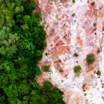 deforestazione,-l’ue-indebolisce-il-regolamento-eudr:-a-rischio-le-foreste