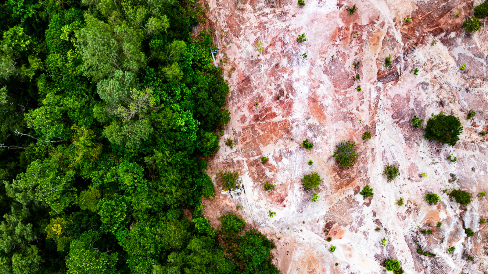 deforestazione,-l’ue-indebolisce-il-regolamento-eudr:-a-rischio-le-foreste