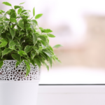 inquinamento:-come-salvarsi?