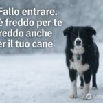 i-cani-sentono-il-freddo?-razze-sensibili,-rischi-e-consigli-per-proteggerlo