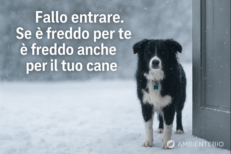 i-cani-sentono-il-freddo?-razze-sensibili,-rischi-e-consigli-per-proteggerlo