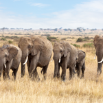 misurare-l’energia-della-biodiversita-per-la-salute-degli-ecosistemi