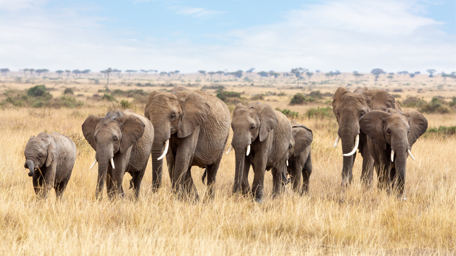 misurare-l’energia-della-biodiversita-per-la-salute-degli-ecosistemi
