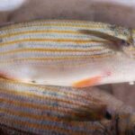 sarpa-salpa:-perche-questo-pesce-simile-all’orata-puo-provocare-allucinazioni
