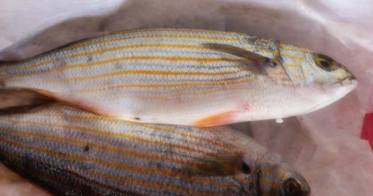 sarpa-salpa:-perche-questo-pesce-simile-all’orata-puo-provocare-allucinazioni