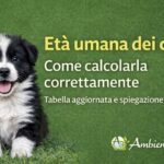 eta-umana-dei-cani:-come-calcolarla-correttamente-con-la-giusta-sequenza