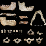 ominini-arcaici,-alla-ricerca-dell’antenato-comune