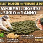 una-“pelle”-di-alghe-per-fermare-le-dune:-la-tecnica-cinese-che-accelera-la-formazione-del-suolo-in-circa-un-anno