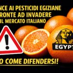 arance-egiziane-con-pesticidi-vietati:-come-riconoscerle,-cosa-dice-l’allerta-e-guida-pratica-per-evitare-prodotti-poco-sicuri