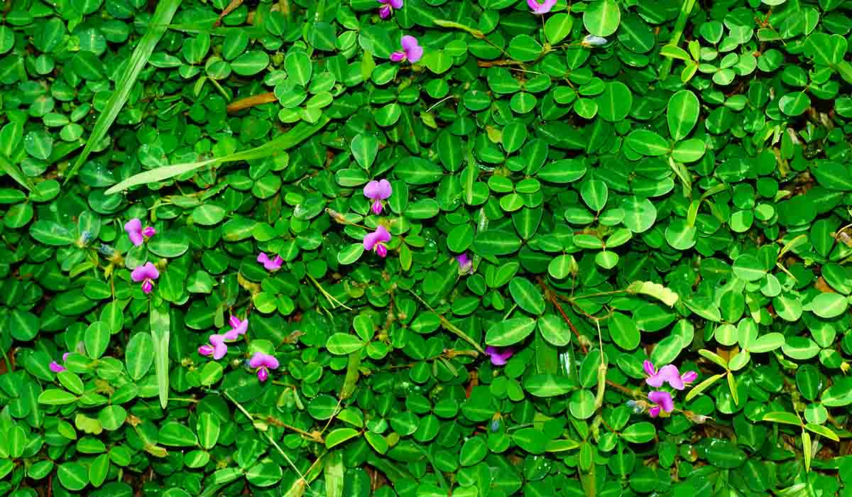 desmodium:-la-pianta-che-aiuta-il-fegato-a-rigenerarsi