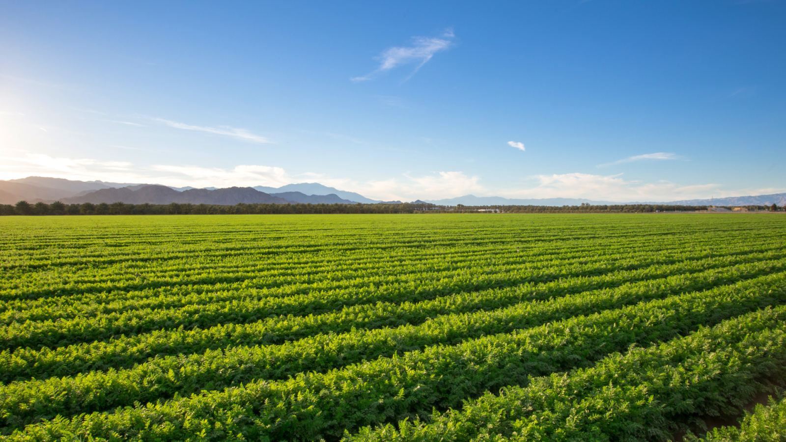 parte-il-piano-nazionale-sementi-biologiche
