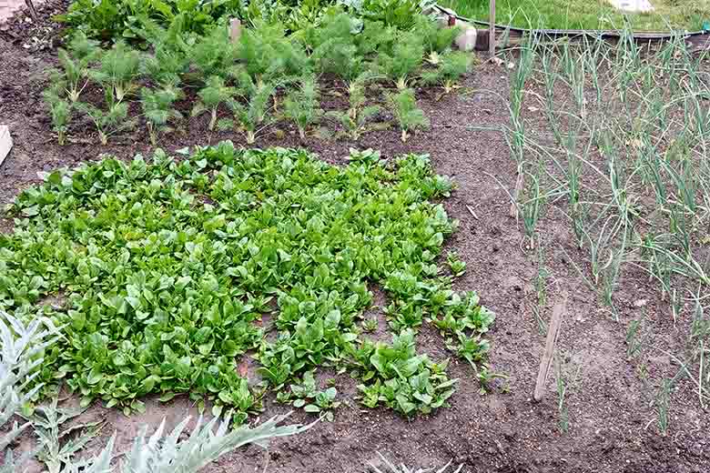 cosa-piantare-a-marzo-nell’orto:-calendario-aggiornato-e-semine-secondo-la-luna