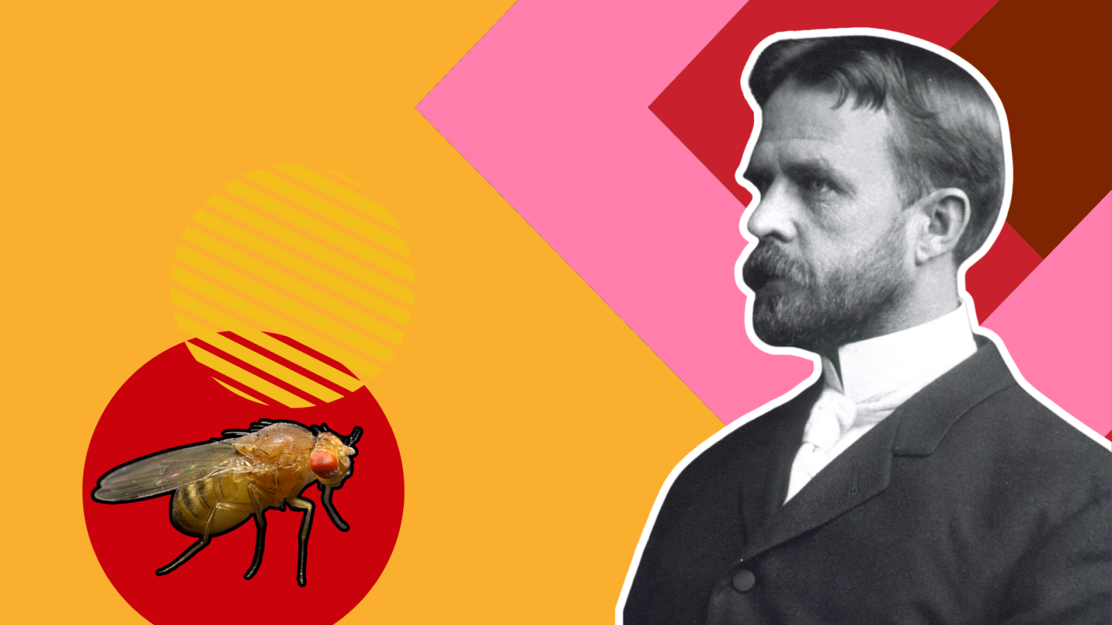 thomas-morgan,-quando-il-gene-diventa-misurabile