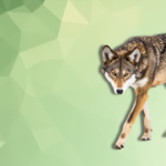 capitalismo,-il-grande-assente-nel-dibattito-sul-declassamento-del-lupo