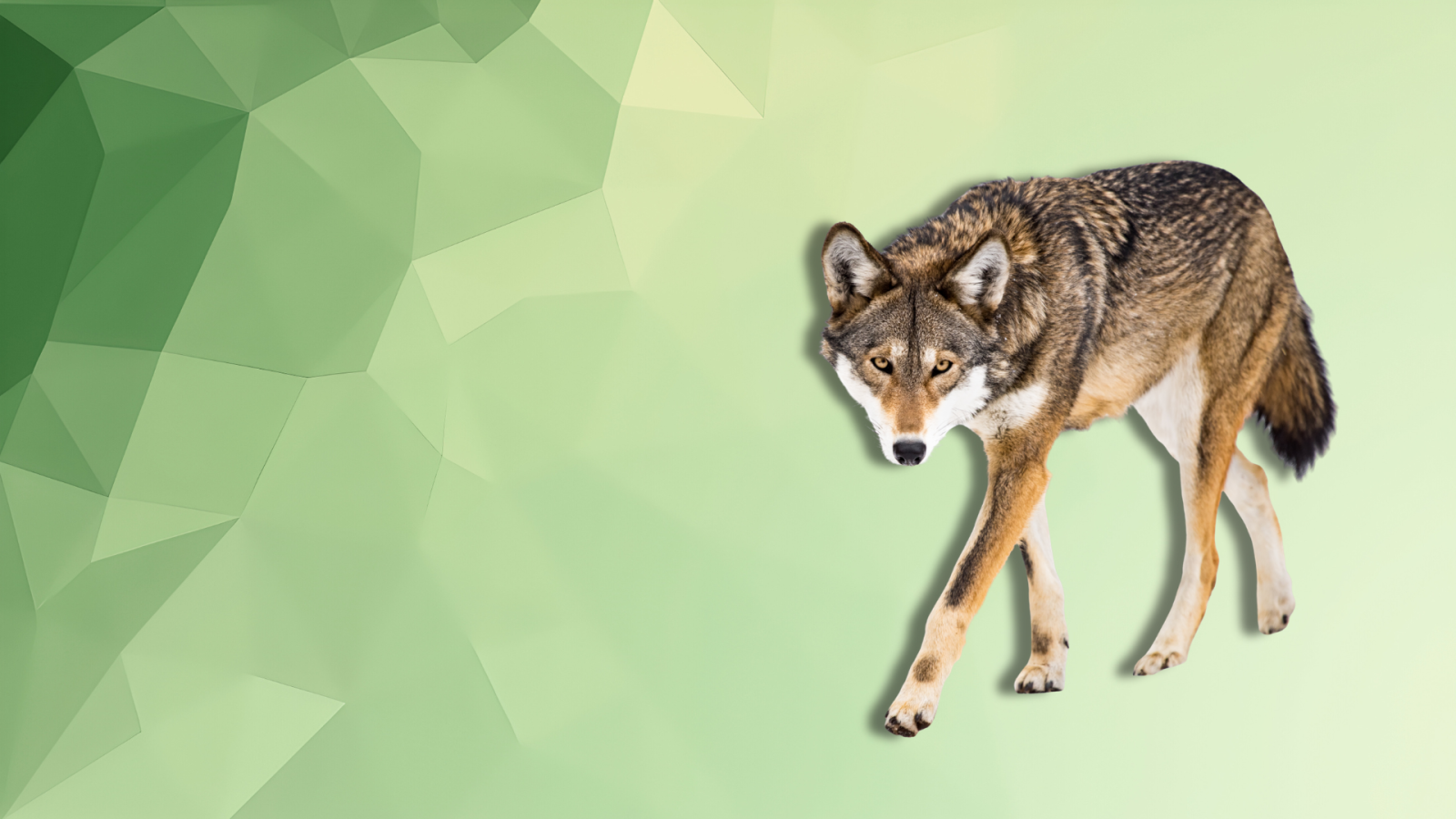 capitalismo,-il-grande-assente-nel-dibattito-sul-declassamento-del-lupo