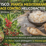 una-pianta-mediterranea-promettente-contro-helicobacter:-il-lentisco