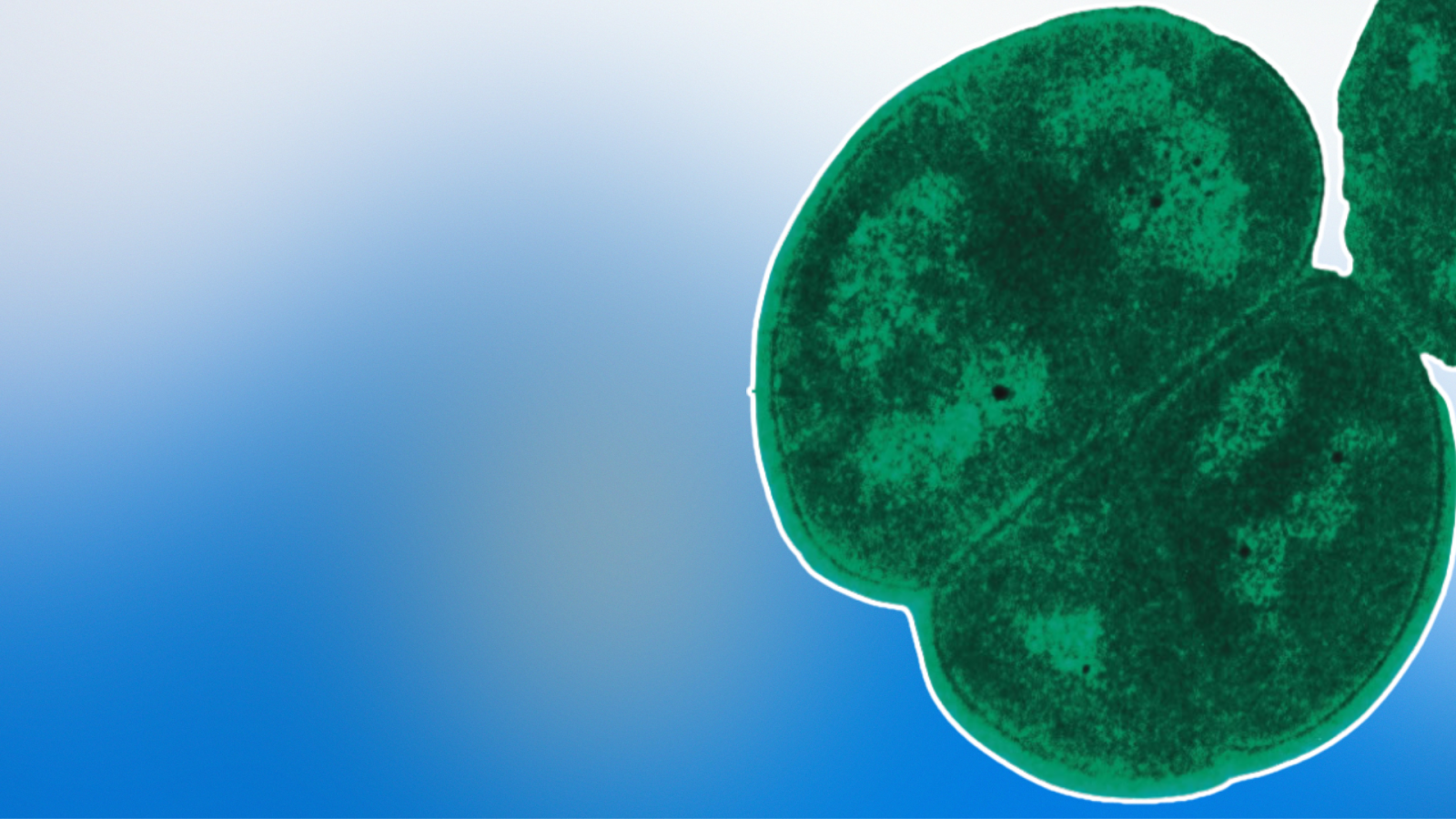 un-batterio-che-sopravvive-all’impatto-su-marte-puo-viaggiare-nello-spazio?