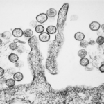 hantavirus-e-piano-pandemico:-siamo-davvero-pronti?