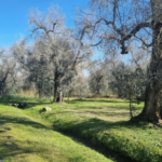 la-salute-pubblica-comincia-dalle-piante:-la-lezione-della-xylella
