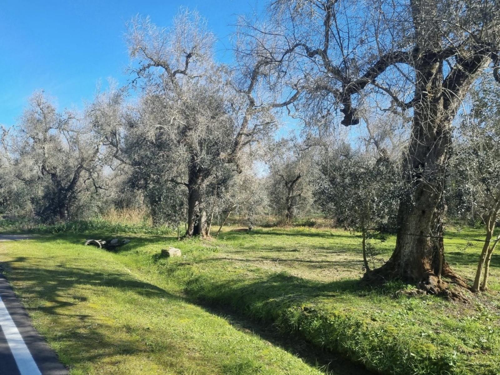 la-salute-pubblica-comincia-dalle-piante:-la-lezione-della-xylella