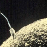 «la-scienza-e-con-noi»,-dicono-i-provita