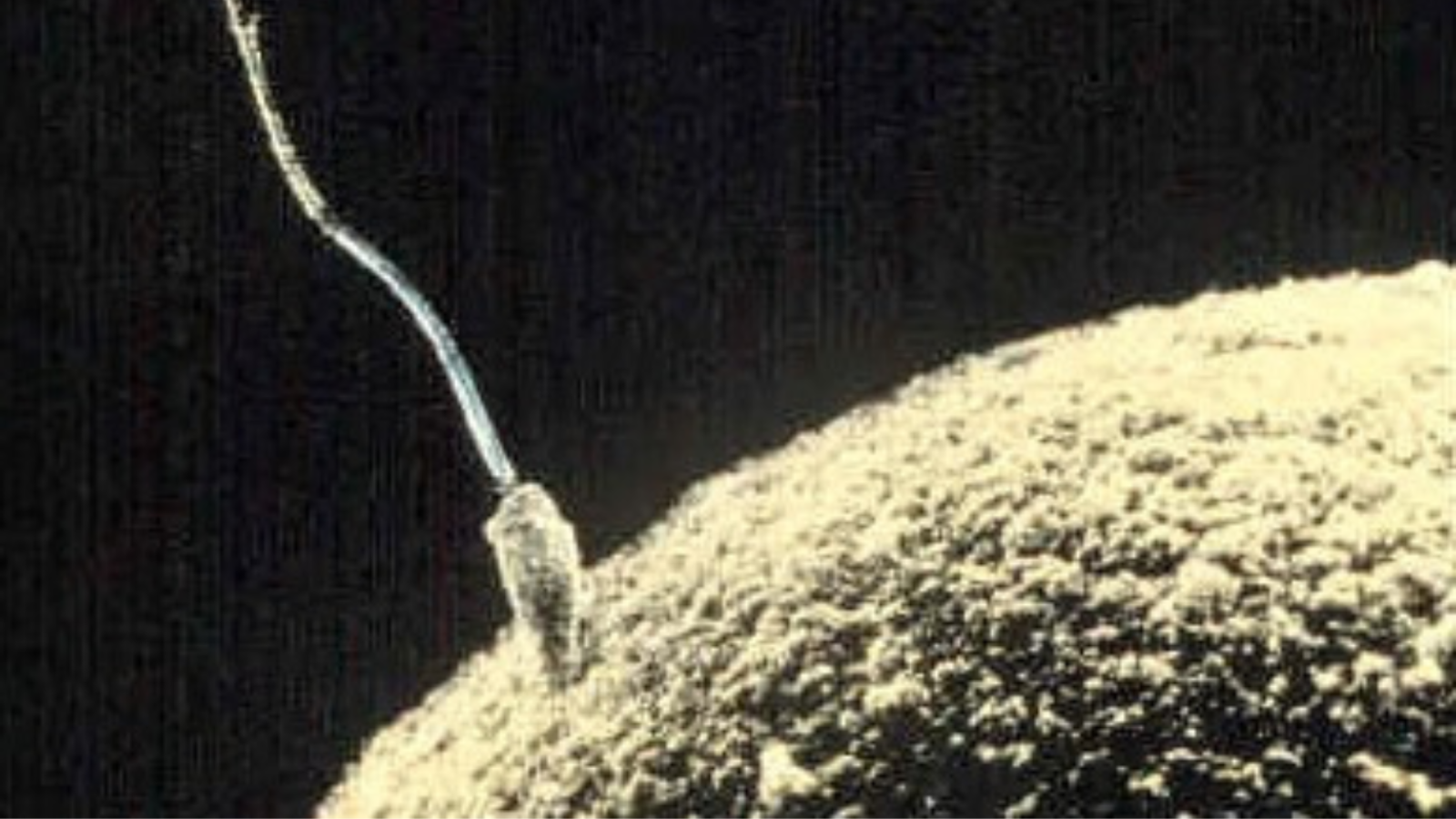 «la-scienza-e-con-noi»,-dicono-i-provita